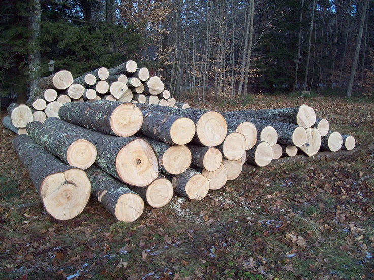 Ağaç Malzemelerde Yenilikçi Çözümler! Ağaç malzemeler, yüzyıllardır inşaat, mobilya ve dekorasyon sektörlerinin temel yapı taşlarındandır.