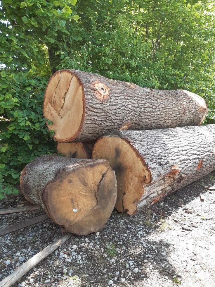 Huş ağacı dayanıklılığı nasıldır sorusu, hem doğa tutkunlarının hem de marangozlukla ilgilenen profesyonellerin en çok merak ettiği konulardan biridir.